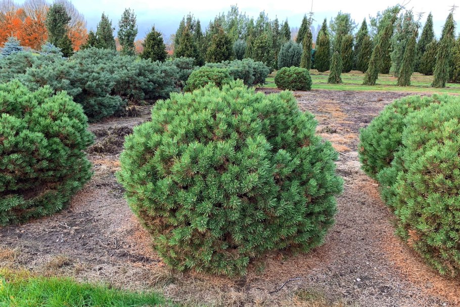 Сосна Горная Муго Мугус