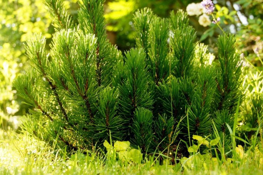 Сосна Горная Офир