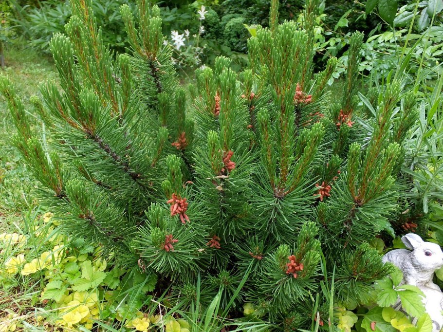 Сосна Муго Гном