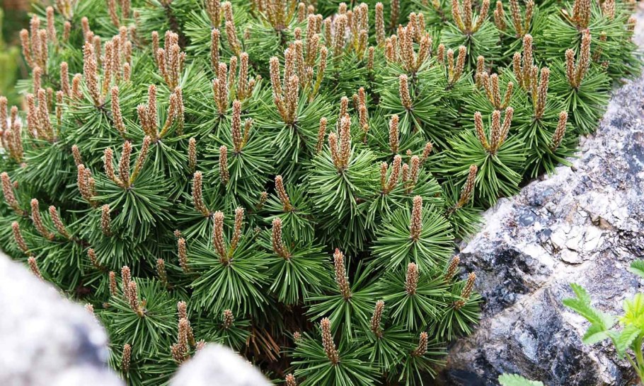 Сосна Горная Мугус