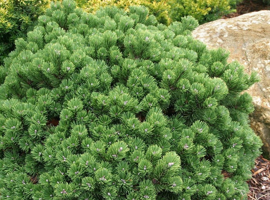 Сосна Горная Мопс Миджет