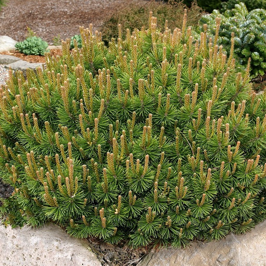 Сосна Горная Пумилио