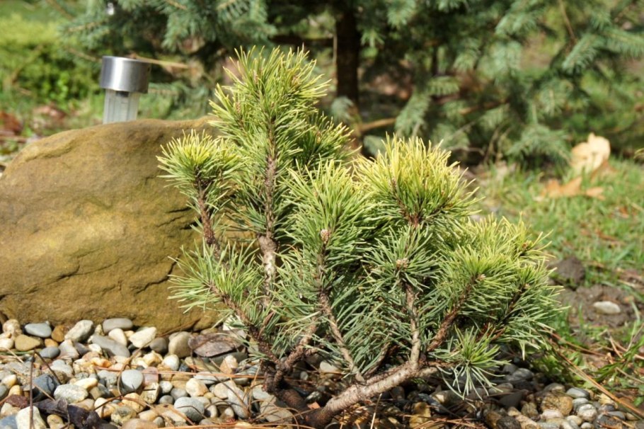 Пумилио сосна горная