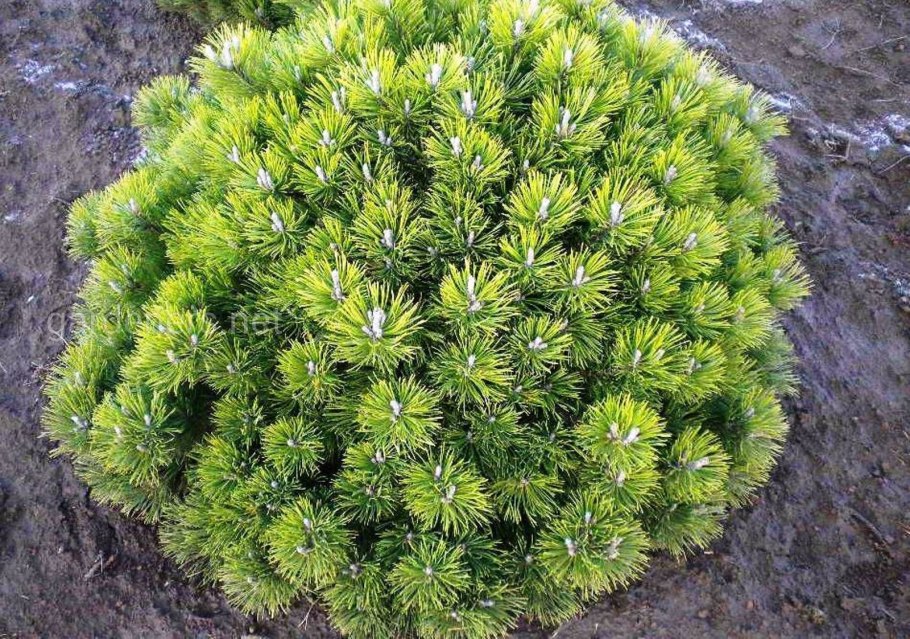 Сосна Горная Муго Мугус