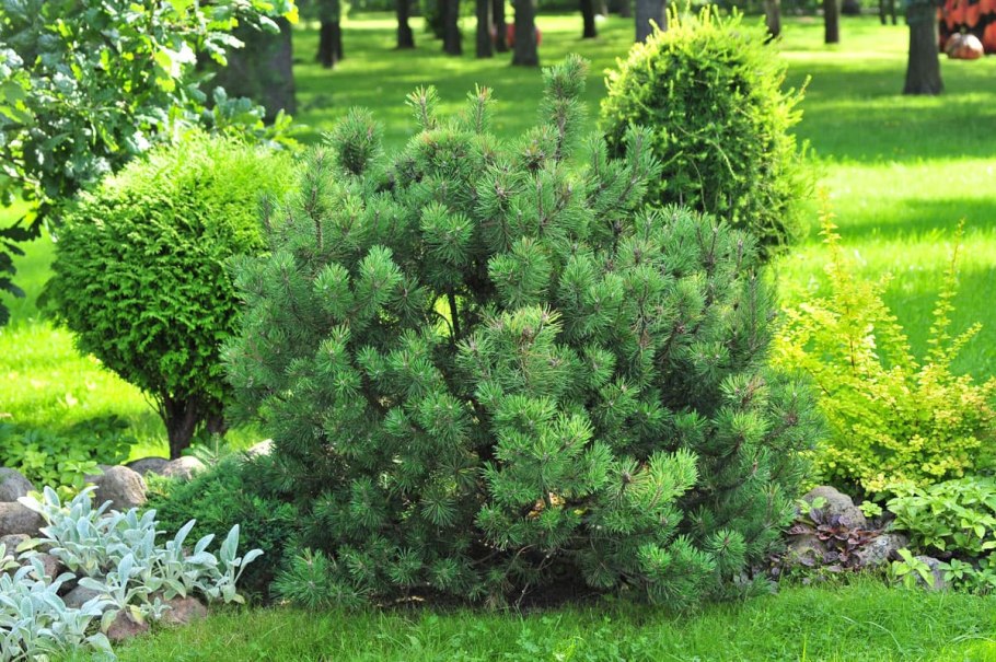 Сосна mugo Benjamin