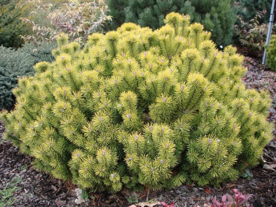 Сосна Горная Пинус Муго Пумилио