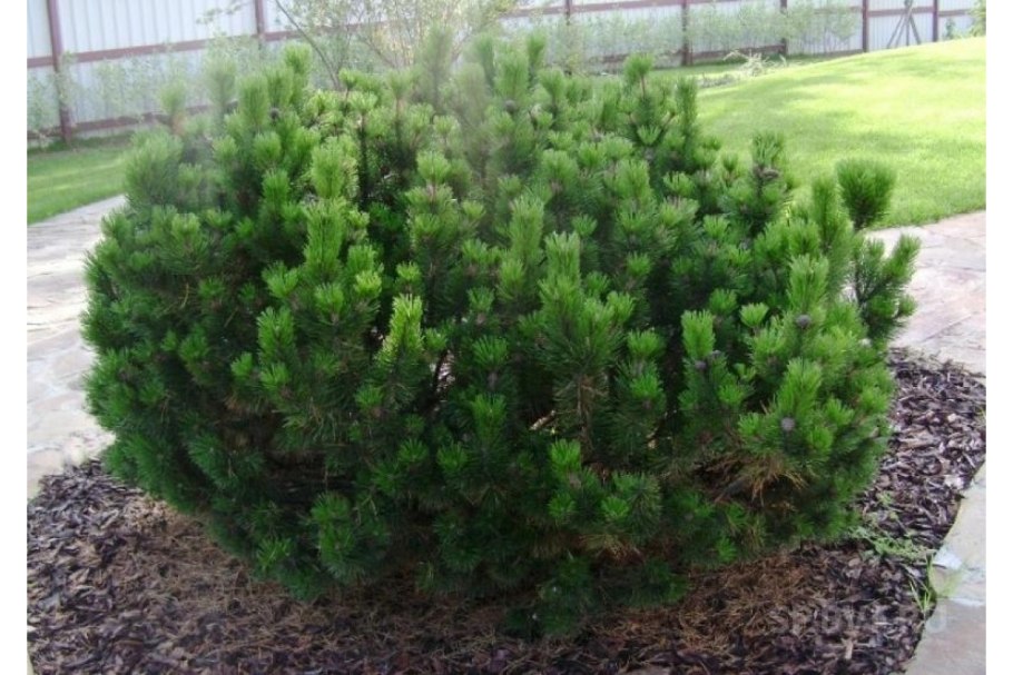 Сосна Горная Муго Мугус