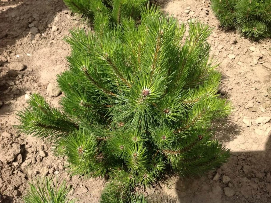 Пумилио сосна горная