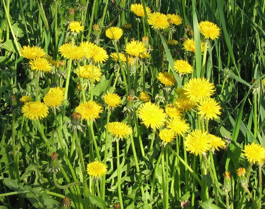 Кульбаба горчак