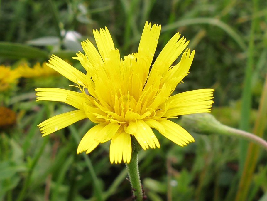 Кульбаба копьелистная