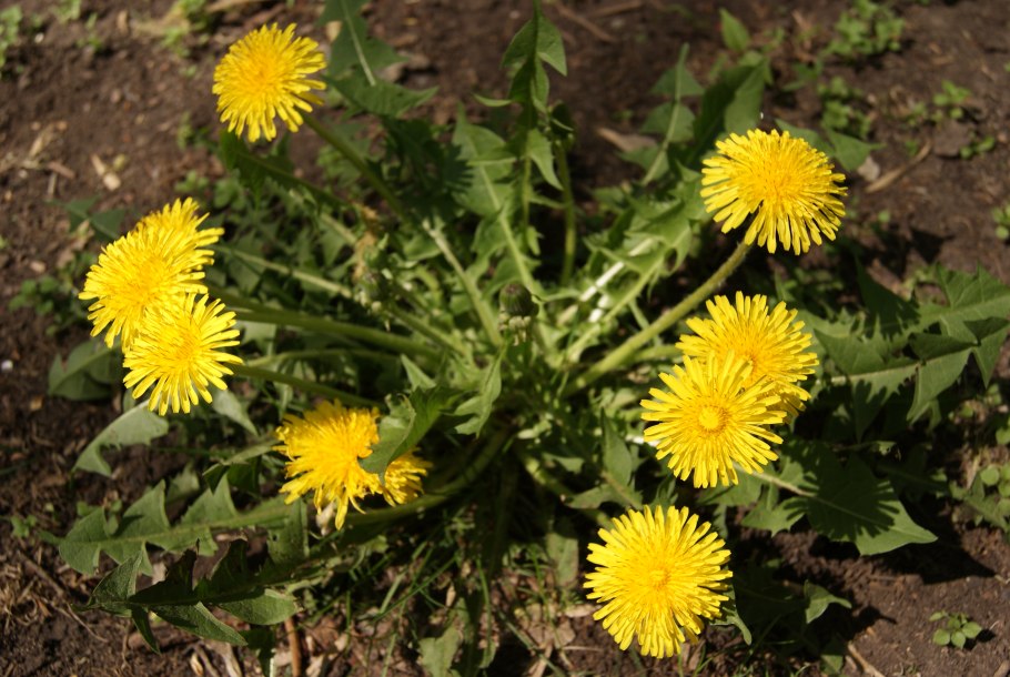 Taraxacum officinale листья
