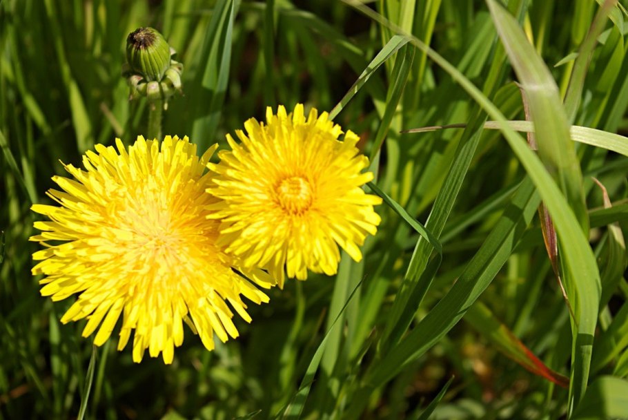 Одуванчик равнолопастный