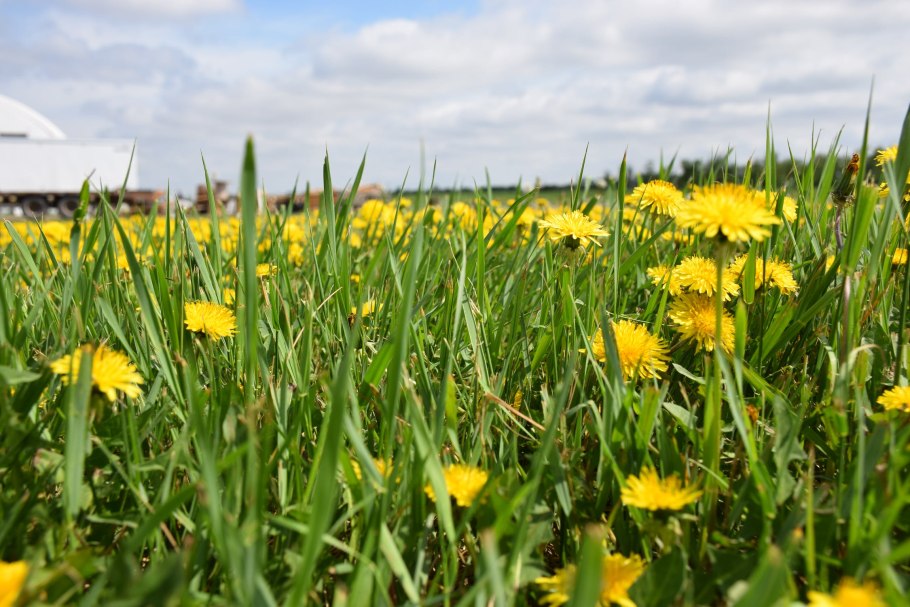 Кульбаба щетинистая
