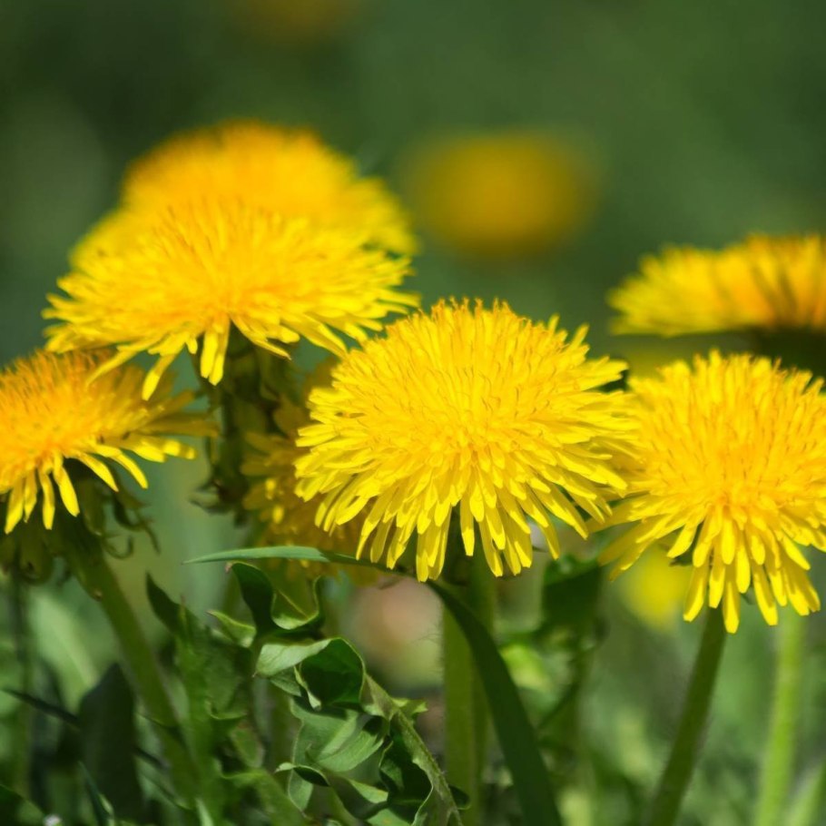 Одуванчик лекарственный taraxacum officinale