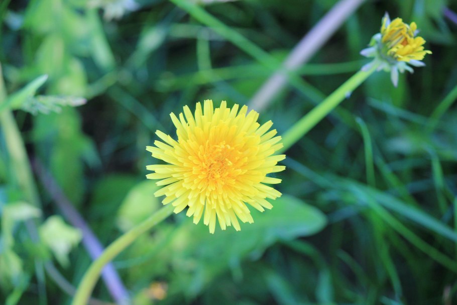 Одуванчик двудольный