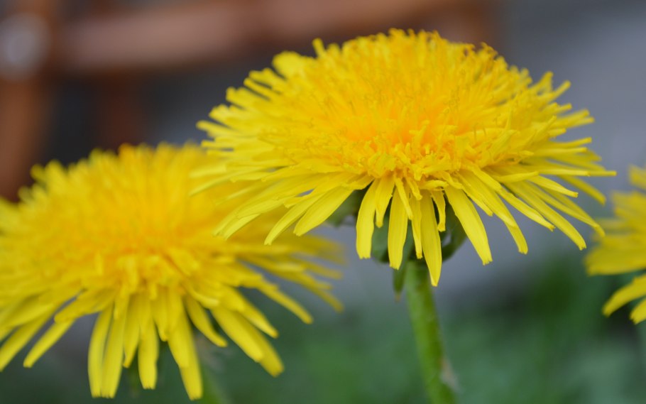 Одуванчик желтый