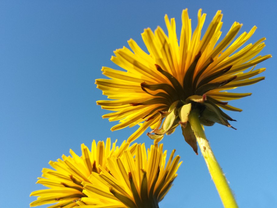 Одуванчик лекарственныи