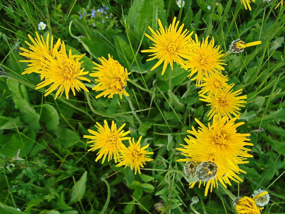 Кульбаба шершаволистная