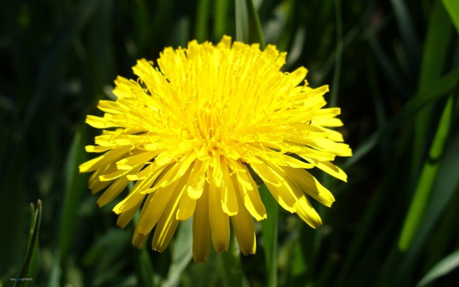 Одуванчик полевой обыкновенный