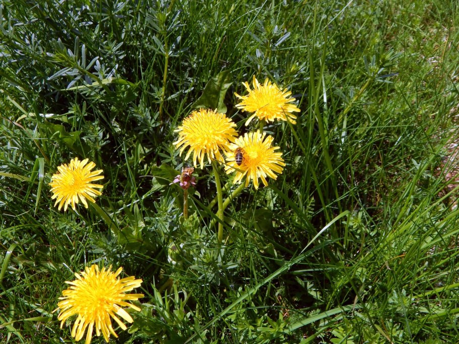 Одуванчик красносемянный