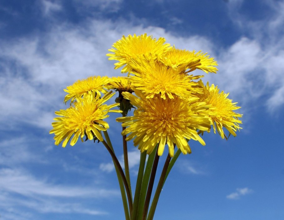 Геншин одуванчики