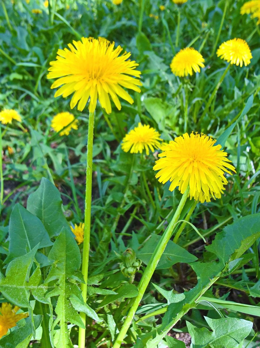 Одуванчик полевой лекарственный