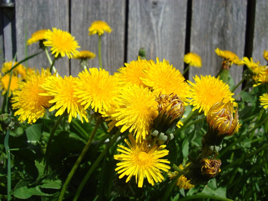 Кульбаба осенняя соцветие