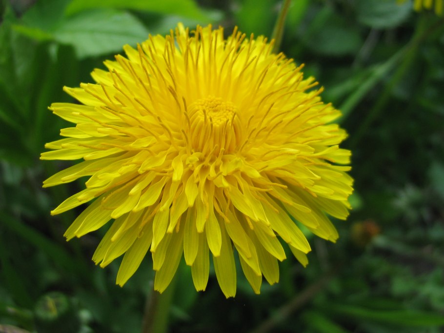 Одуванчик лекарственный