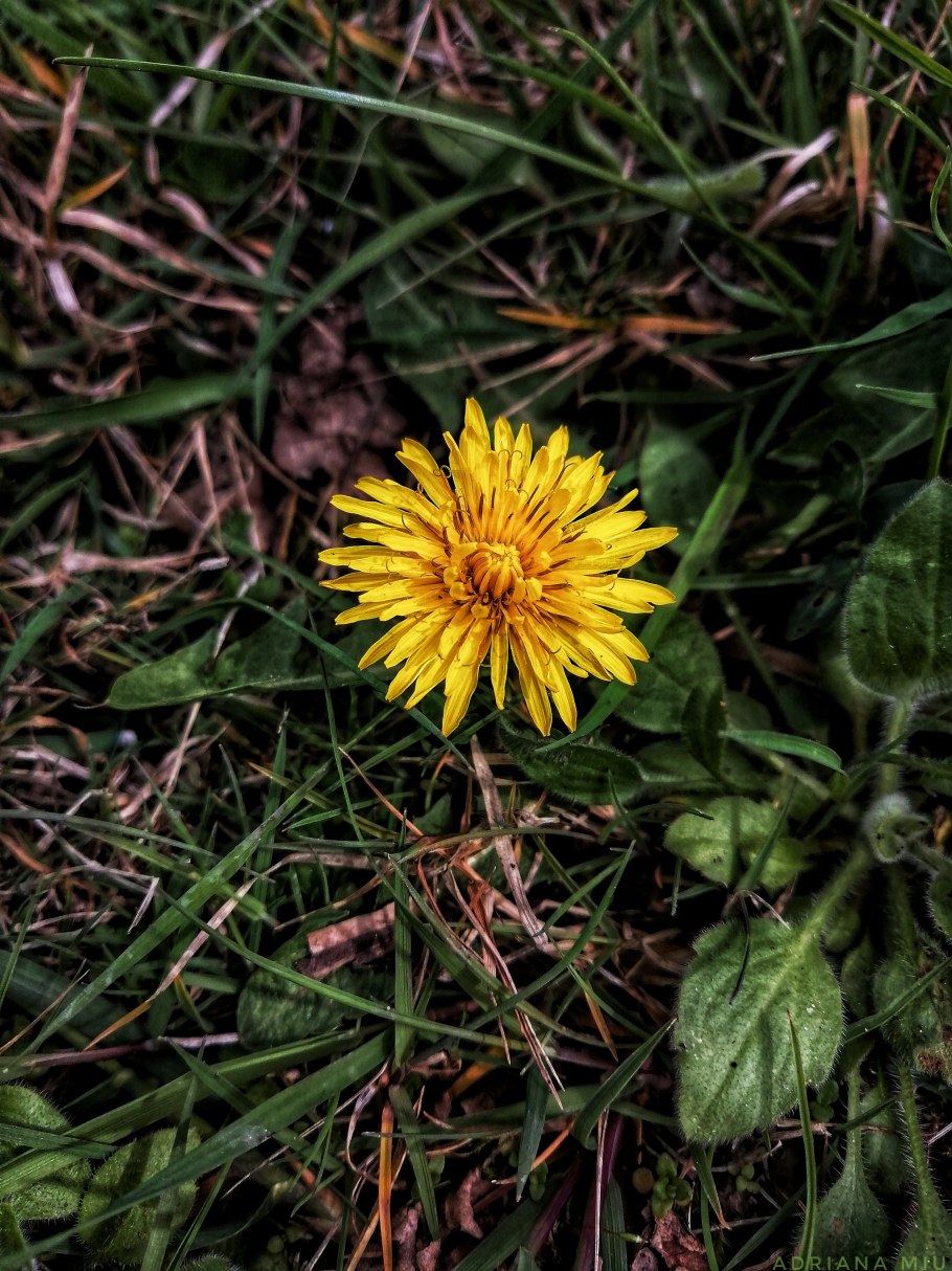 Одуванчик Астровые