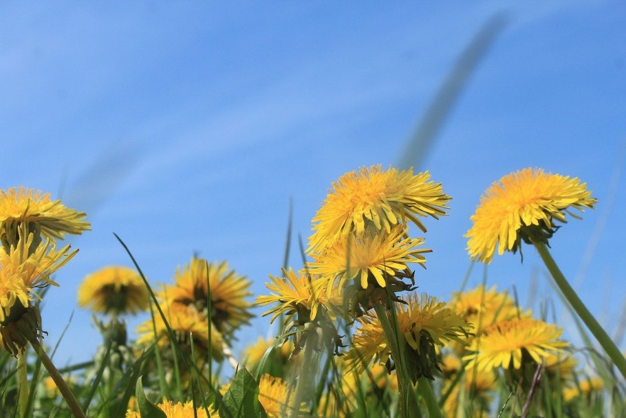 Одуванчик луговой