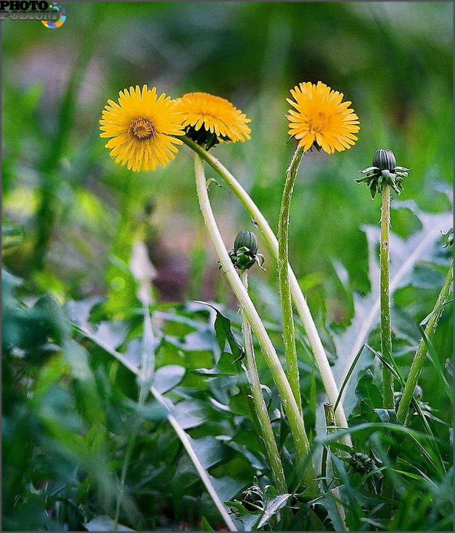 Одуванчик цветок