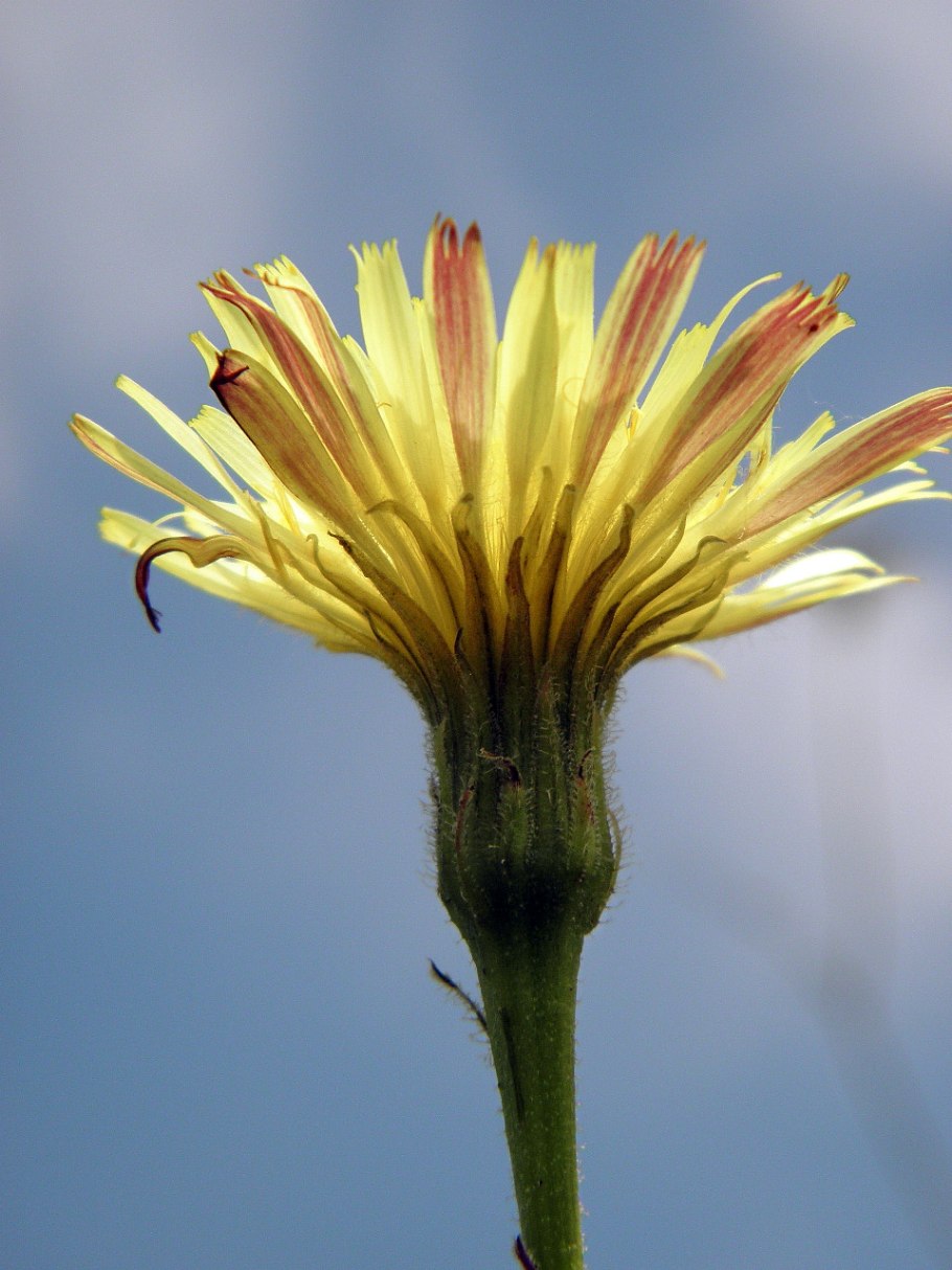 Ястребинка волосистая hieracium pilosella