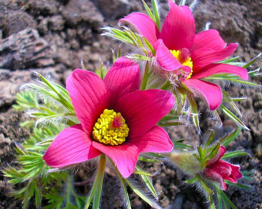 Прострел - сон трава