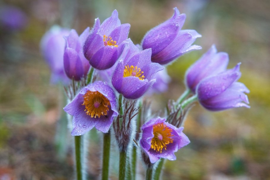 Прострел (Pulsatilla) Violet Bells