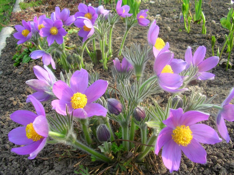 Первоцветы урала прострел