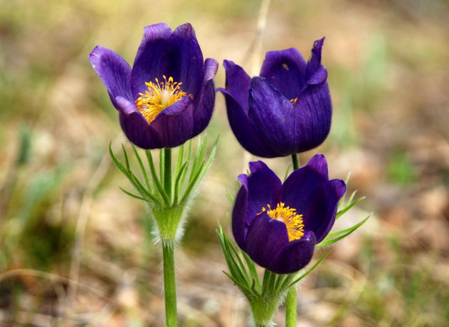 Прострел (pulsatilla)