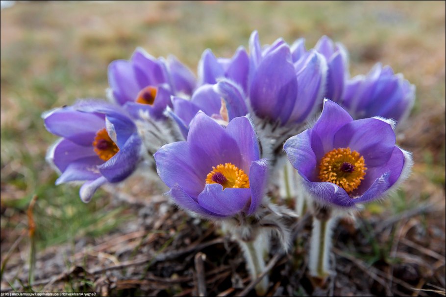 Цветок прострел