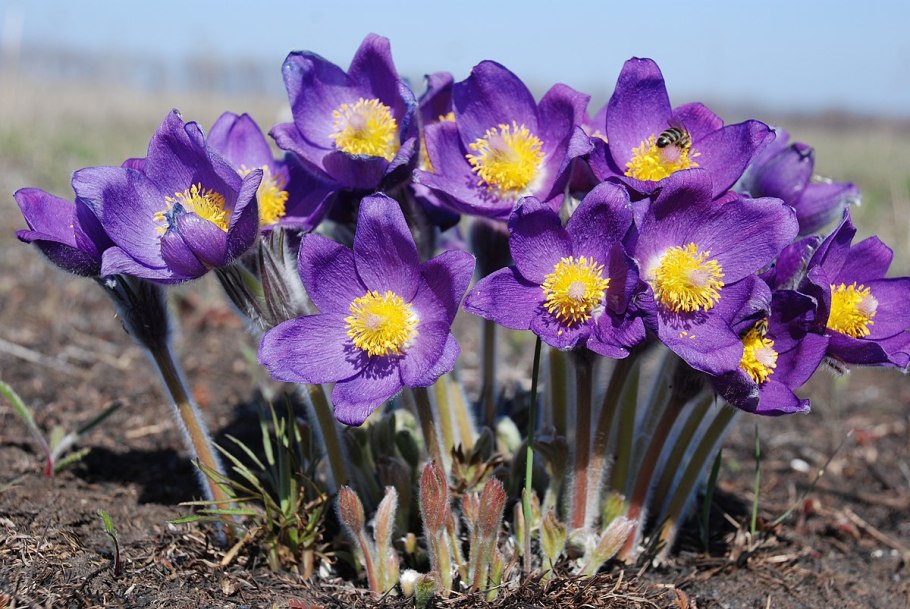 Прострел Луговой Pulsatilla pratensis