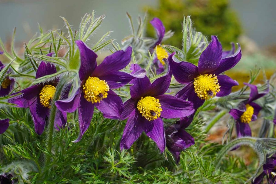 Прострел многонадрезный