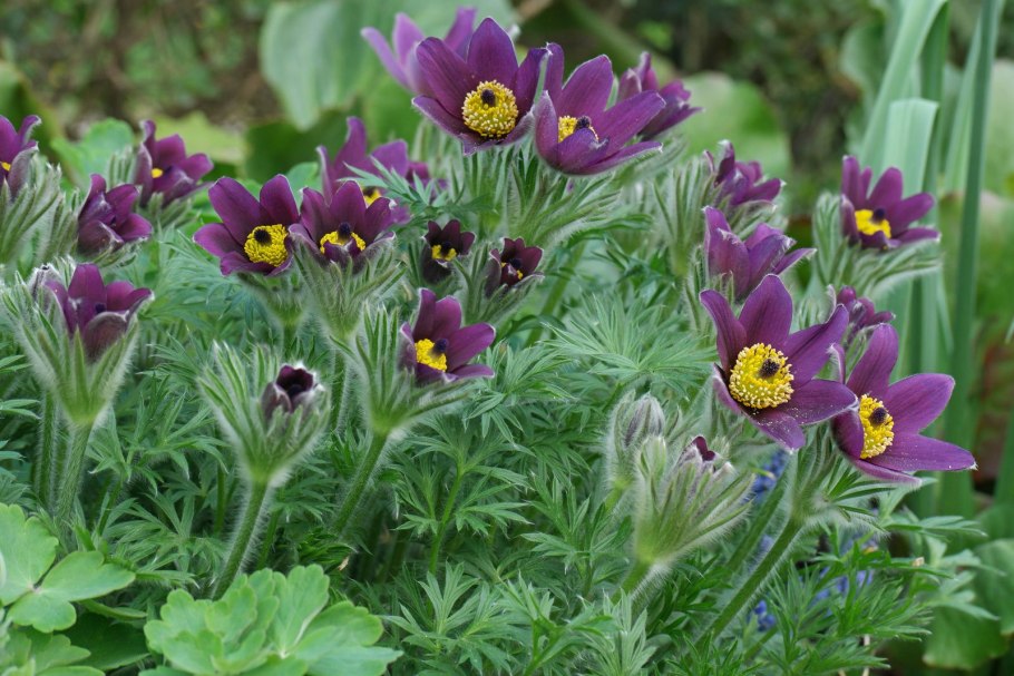 Прострел обыкновенный (pulsatilla vulgaris)