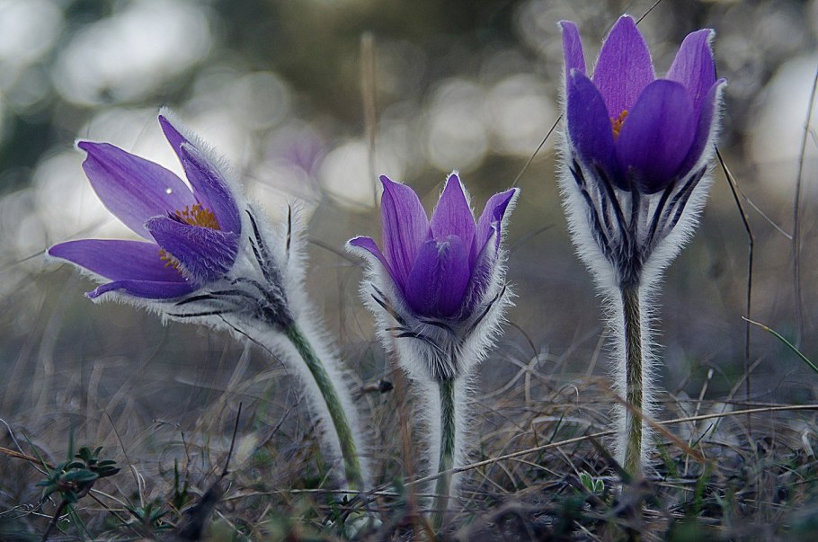 Прострел весенний сон-трава