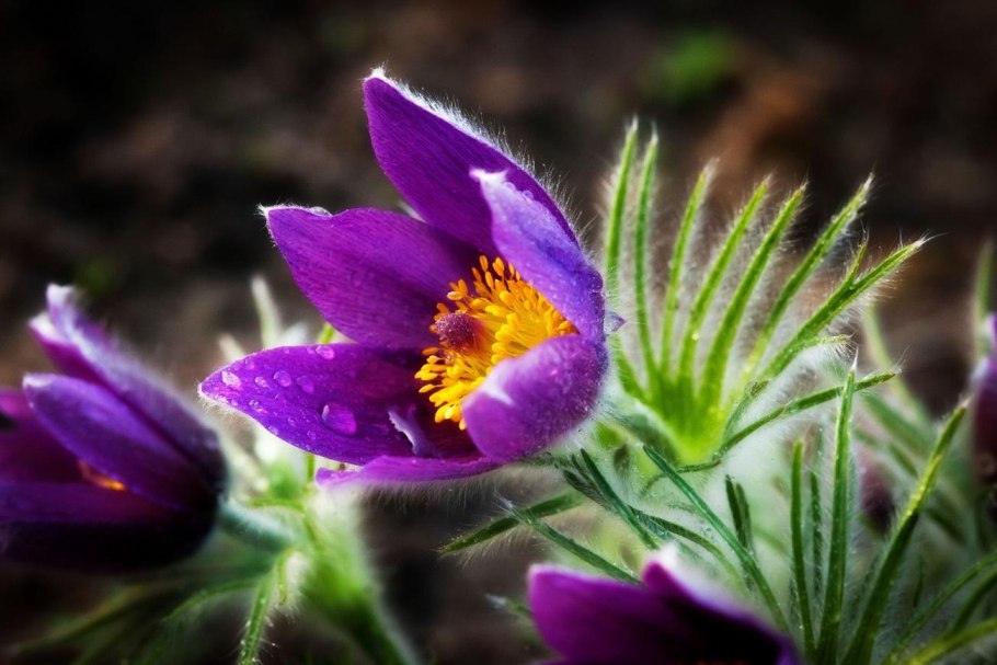 Цветок прострел обыкновенный