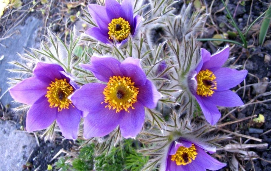 Pulsatilla vulgaris