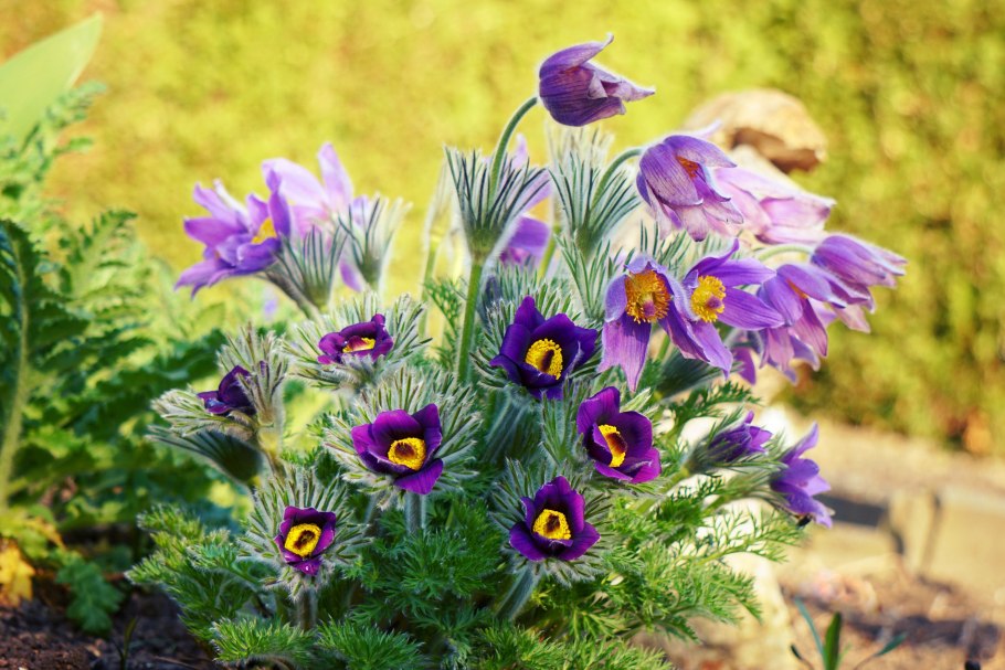 Прострел обыкновенный (pulsatilla vulgaris)