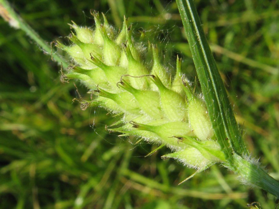 Carex hirta