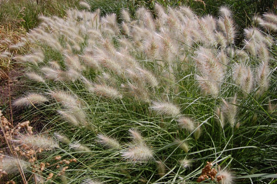 Пеннисетум мохнатый pennisetum villosum