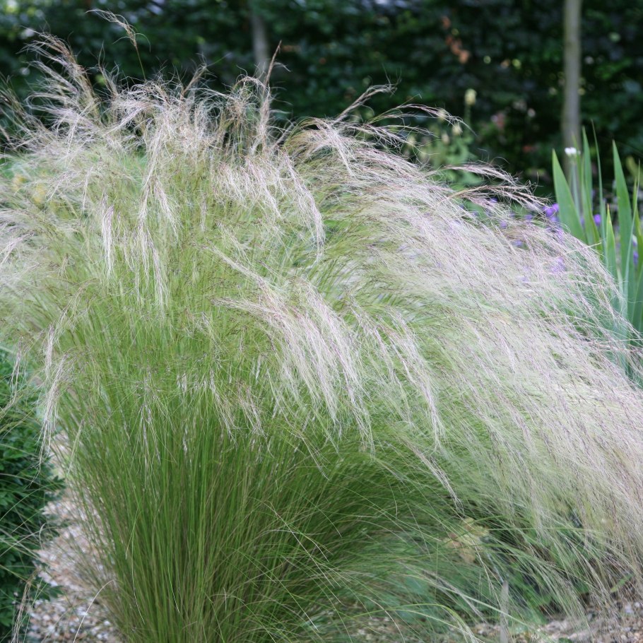 Ковыль stipa tenuissima