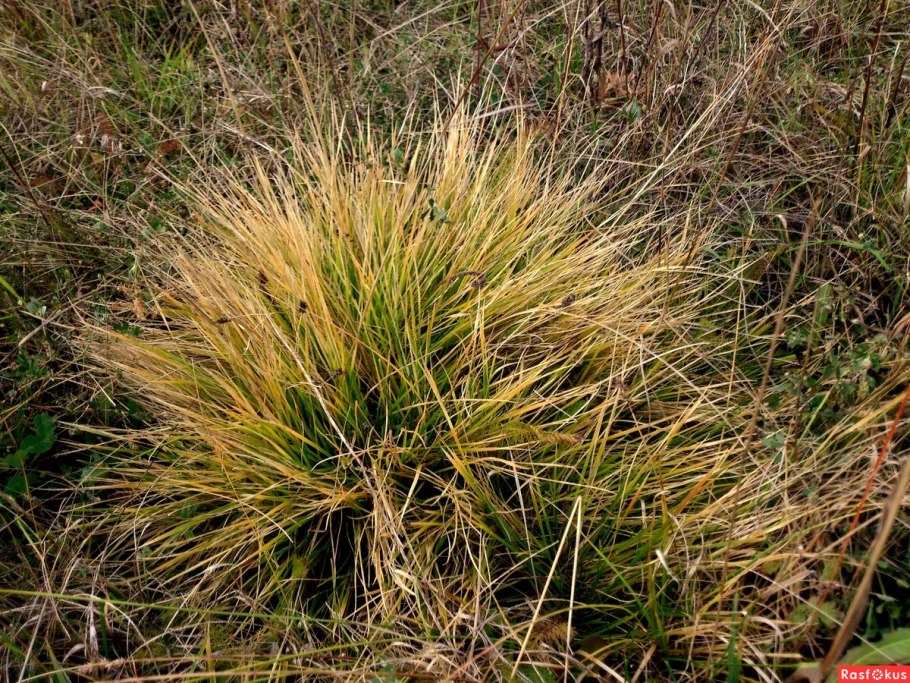 Carex hirta корневище