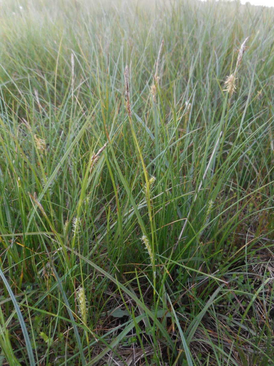 Осока коротковолосистая