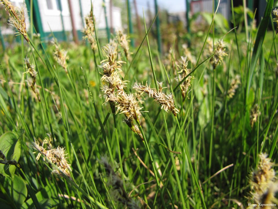 • Осока волосистая и ранняя